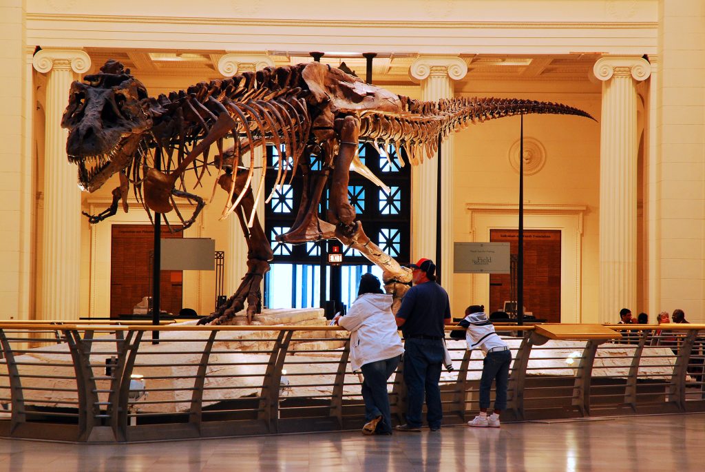 Dinosaur skeleton at the Natural History Museum